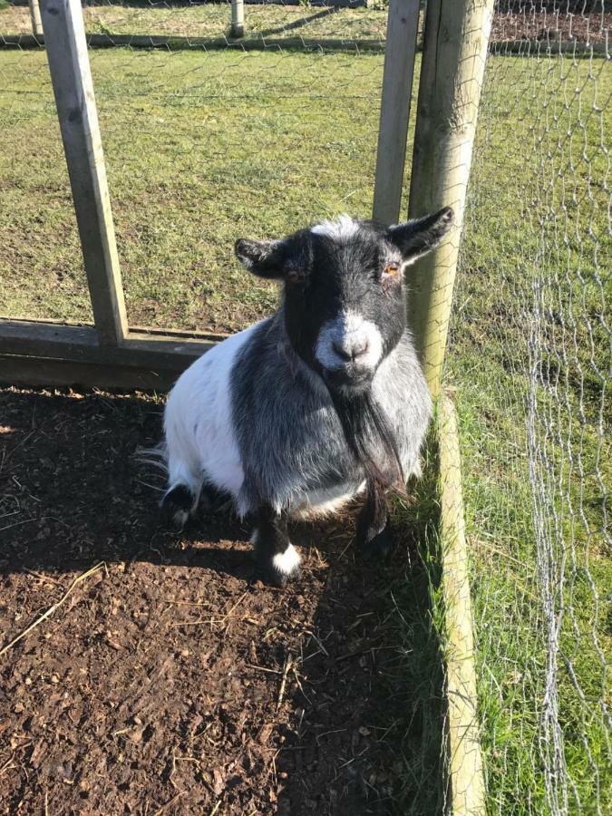 Willow Court Farm Studio South & Petting Farm, 8 Mins From Legoland & Windsor, 15 Mins From Lapland Uk Exterior foto